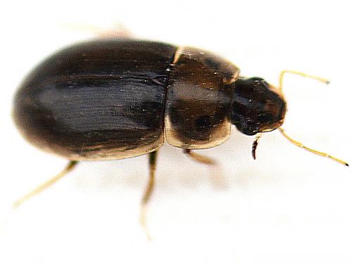 Helochares lividus